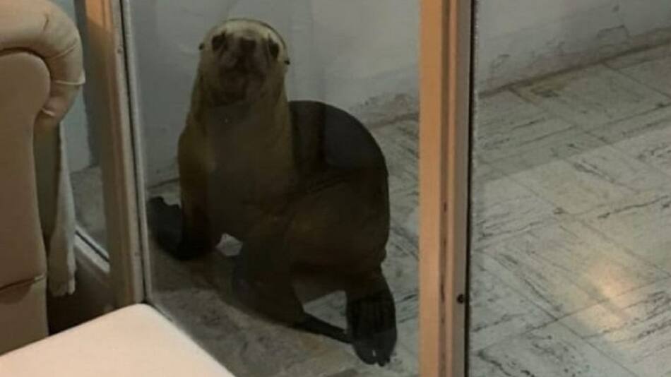 Apareció en lobo marino en la casa de una mujer. Foto: NA.