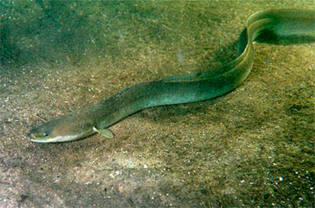 Ejemplar de anguila europea