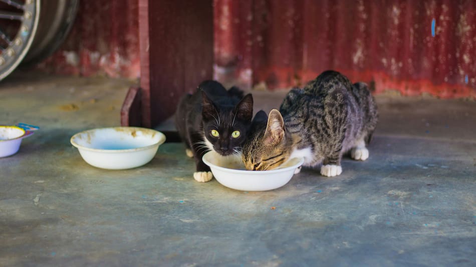 Alimento para gatos. Fuente: Unsplash