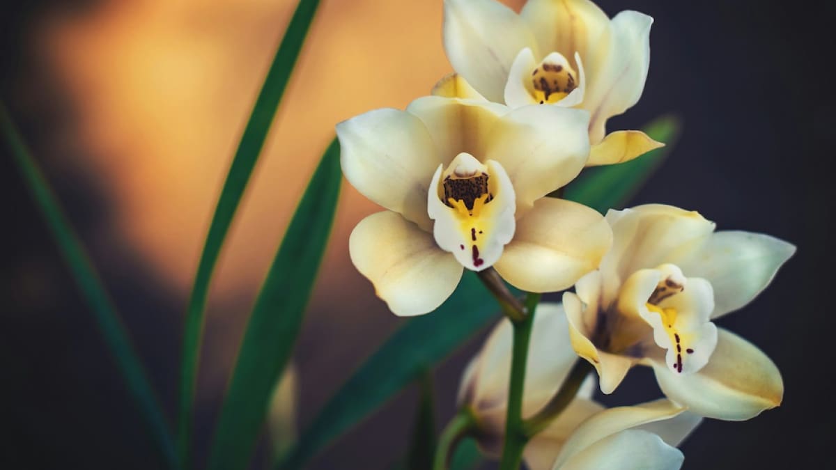 Cómo cuidar orquídeas en casa: guía rápida para mantenerlas sanas y con flores más tiempo