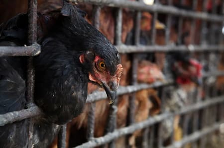 Gripe aviar, salud. Foto: EFE