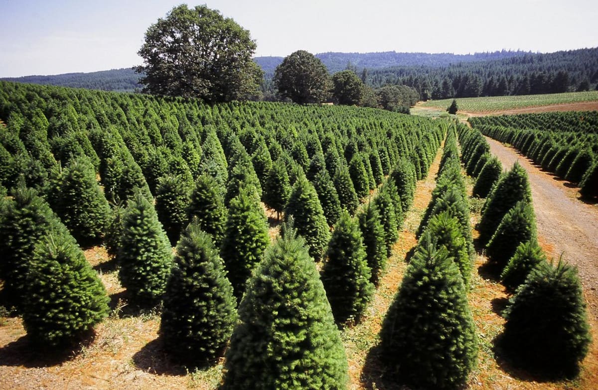 Plantación de pinos utilizados como árboles de Navidad producidos por la empresa Holiday Tree Farms.