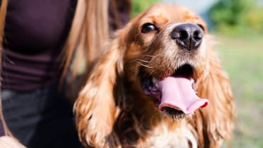 ¿Tu perro te olfatea al llegar a tu casa?: cuál es el significado de este comportamiento canino, según los expertos