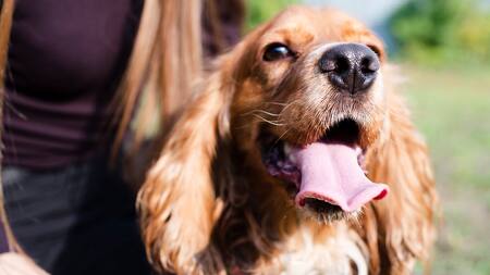 El olfato es la principal vía de información de los perros.