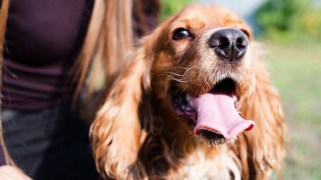 Perros; mascotas; animales.