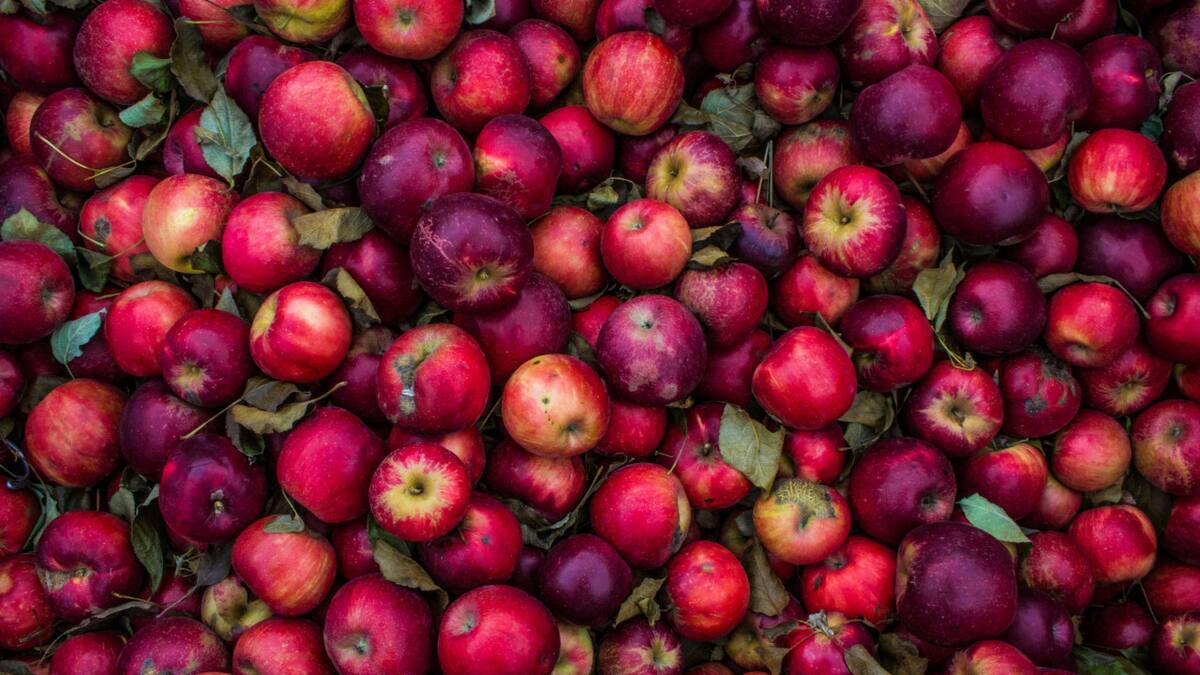 Manzanas, la fruta favorita de todos. Foto: Unsplash