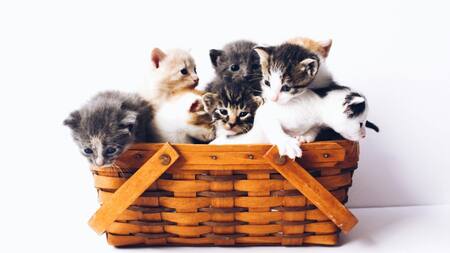 Gatos; felinos; mascotas. Foto: Unsplash.