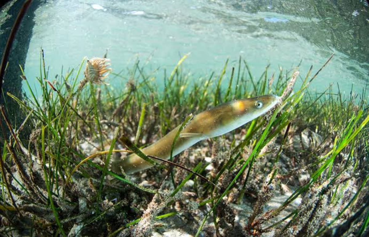 Ejemplar de anguila europea