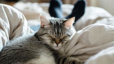 Lindos, pero poco recomendados: las razas de gatos más difíciles para adoptar, según los veterinarios