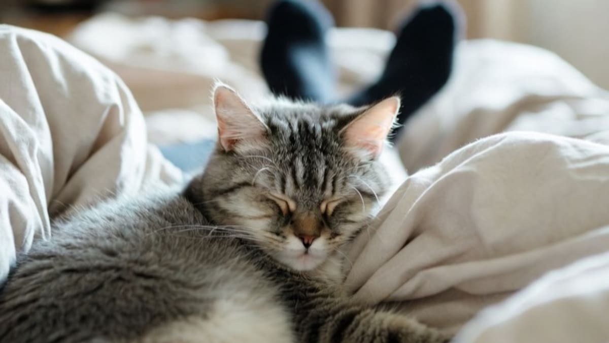 Lindos, pero poco recomendados: las razas de gatos más difíciles para adoptar, según los veterinarios