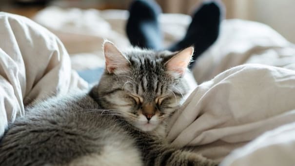 ¿Tu gato se duerme en tus pies?: el verdadero motivo detrás de este tierno gesto, según expertos