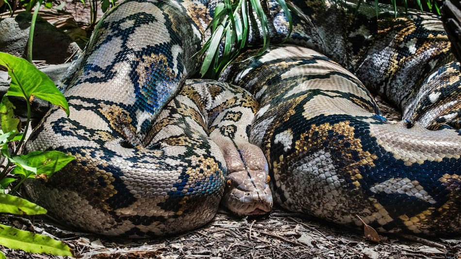 Hallan una nueva especie de anaconda. Foto Unsplash.