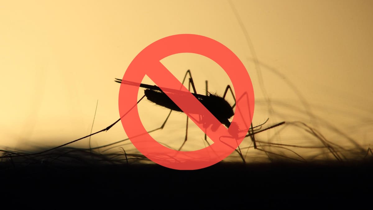 Mosquitos.