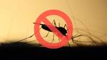 Verano libre de mosquitos: el nuevo método en tendencia para evitar insectos dentro del hogar