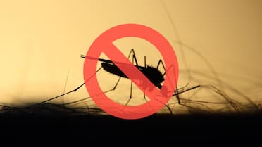 Verano libre de mosquitos: el nuevo método en tendencia para evitar insectos dentro del hogar