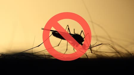 Verano libre de mosquitos: el nuevo método en tendencia para evitar insectos dentro del hogar
