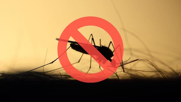 Verano libre de mosquitos: el nuevo método en tendencia para evitar insectos dentro del hogar