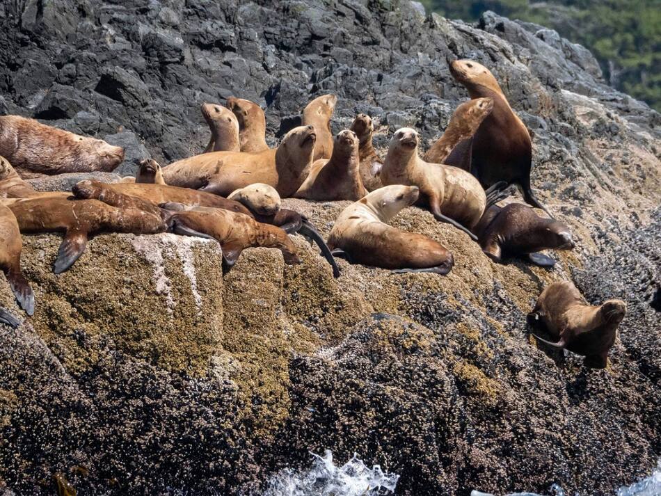 Lobos marinos. Foto: Unsplash.