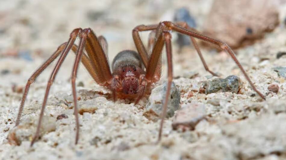 Araña violinista.