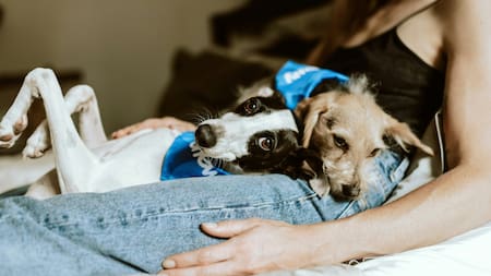 Los perros tienen a su miembro favorito de la familia