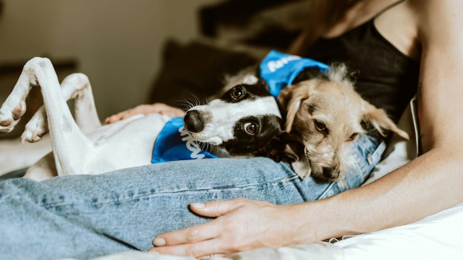 Los perros tienen a su miembro favorito de la familia