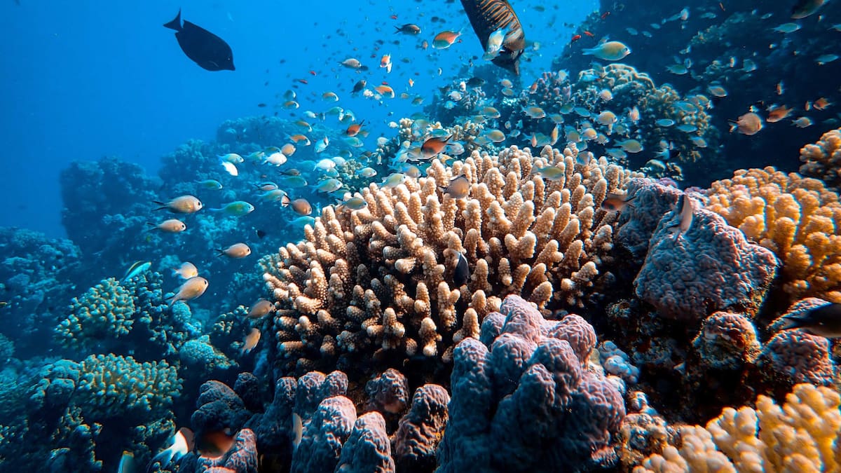 Gran Barrera de Coral. Unplash