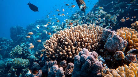 Gran Barrera de Coral. Unplash