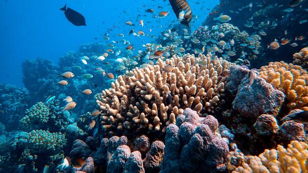 "La Gran Barrera de Coral": cuatro curiosidades del ser vivo más grande de la Tierra