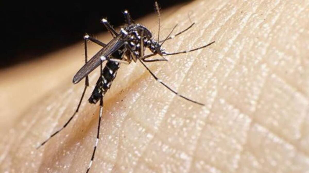 Dengue, mosquito, foto NA