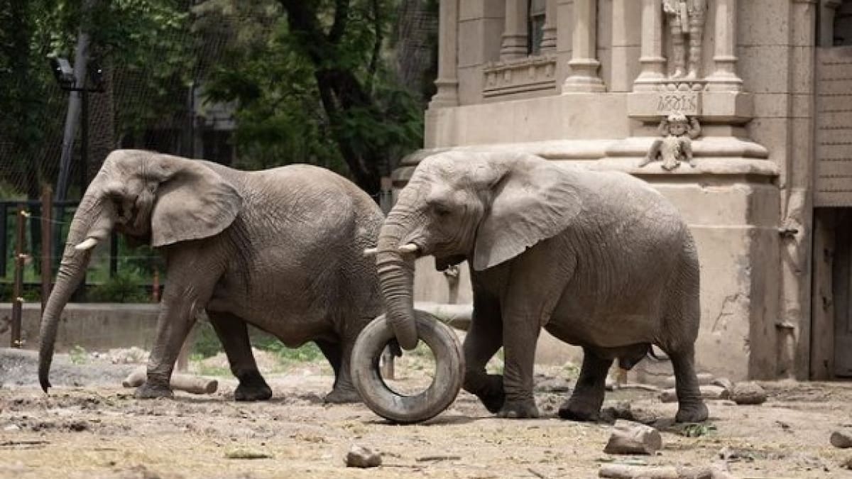 Tristeza en el Ecoparque de Buenos Aires: murió Kuky, una de las elefantas africanas