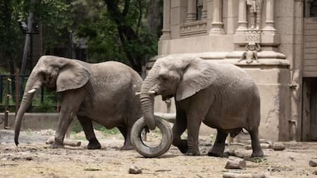 Murió Kuki, una de las elefantas del EcoParque de Buenos Aires. Foto: EcoParque