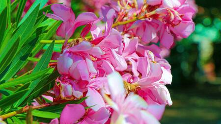 Bignonia, flor. Foto: Freepik.