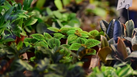 Hierbas, té, infusión. Foto: Unsplash