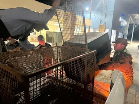 Rescataron un ejemplar de mono carayá de un auto. Foto: argentina.gob