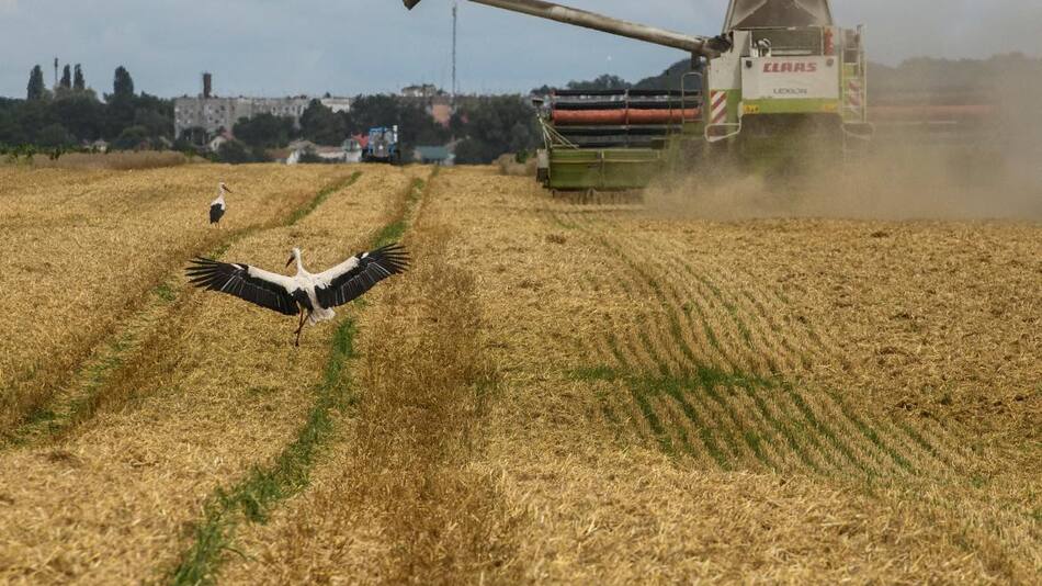 Campo de trigo en Zghurivka, Ucrania. Foto: Reuters.