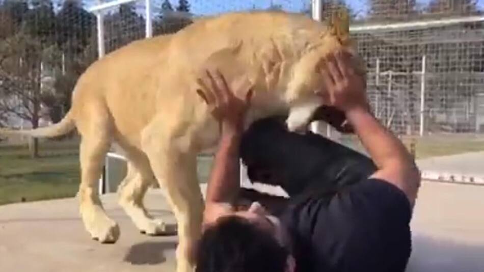 Viral en Instagram: entra a jaula con leona que enfurece al verlo