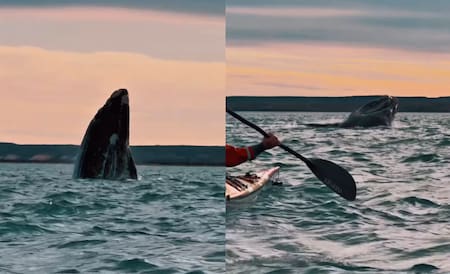 Avistaje de ballenas. Foto: captura video Instagram/rockhopper_ph