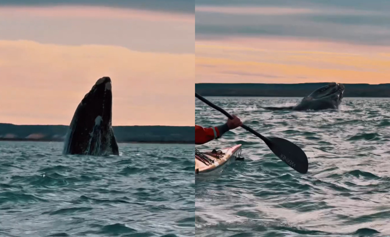 Avistaje de ballenas. Foto: captura video Instagram/rockhopper_ph