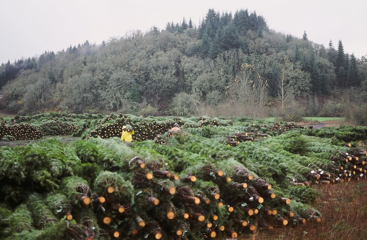 Plantación de pinos utilizados como árboles de Navidad producidos por la empresa Holiday Tree Farms.