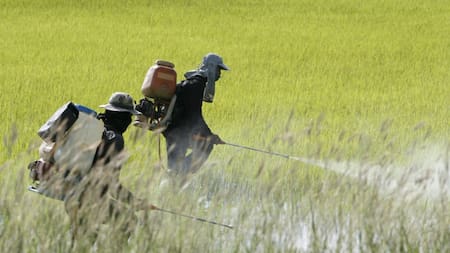 Uso de pesticidas. Foto: EFE