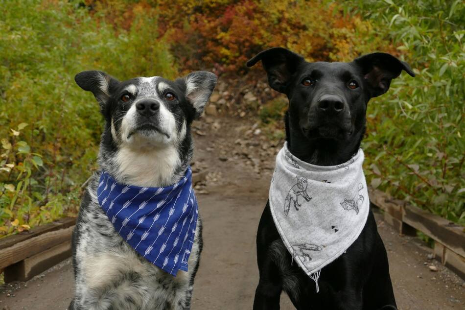 Perros; mascotas. Foto: Unsplash.