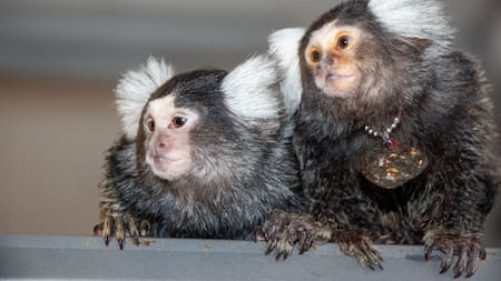 Hallazgo de la ciencia: los monos tití se comunican por su nombre