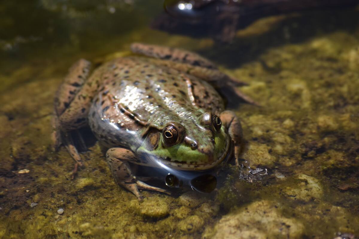 Sapos, ranas, anfibios. Foto: Unsplash