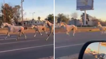 Caballos en la autopista Panamericana. Foto: captura de video.