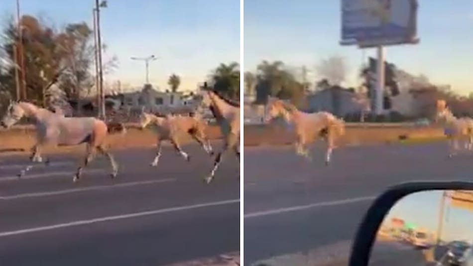 Caballos en la autopista Panamericana. Foto: captura de video.