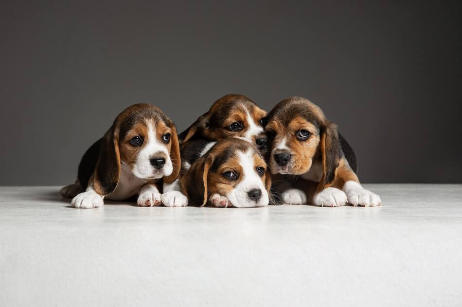 Cachorritos, perros. Foto Pixabay