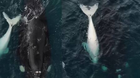 Comienza la temporada de avistaje de ballenas en Mar del Plata. Foto: captura video Instagram/agustinbaraschi