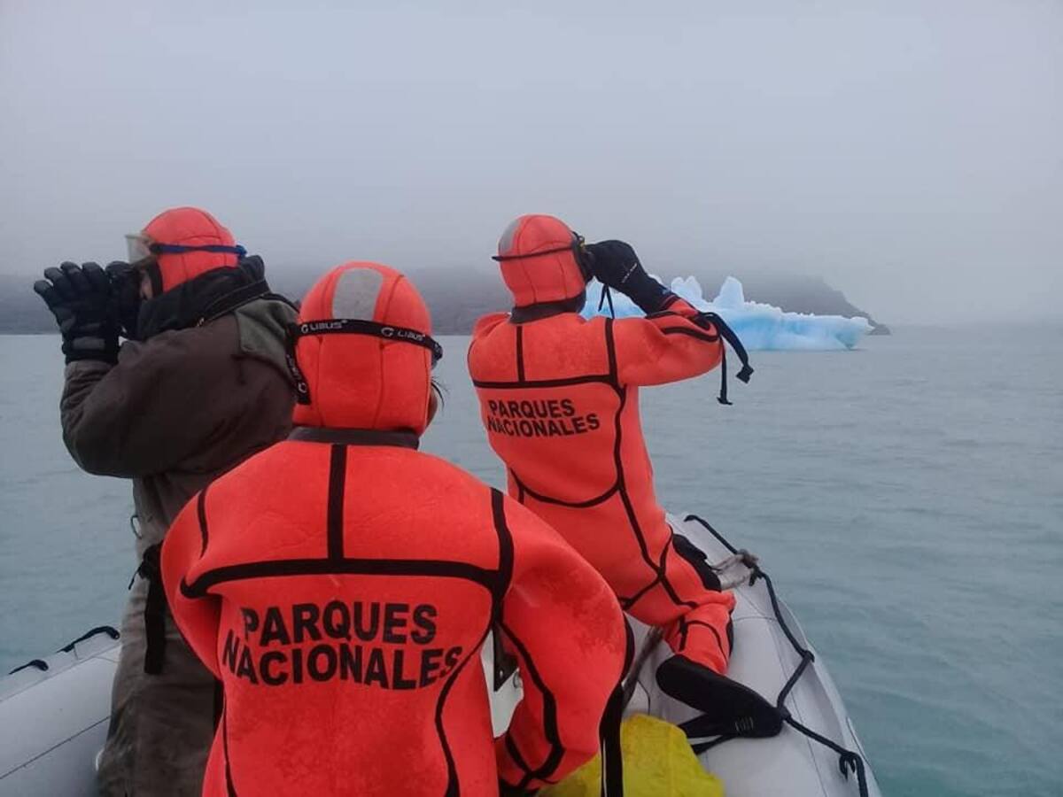 ¿Cómo terminó la historia del puma varado sobre un iceberg en la Patagonia?