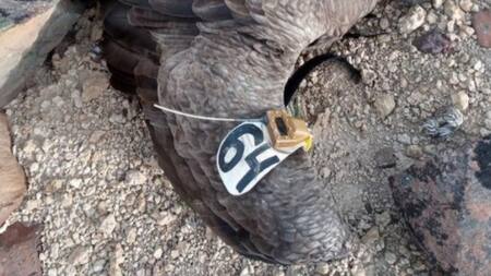 Rio Negro: nuevo caso de un cóndor muerto envenenado con agrotóxicos prohibidos