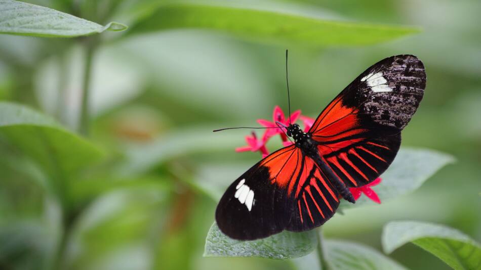 Mariposas. Foto: Unsplash.